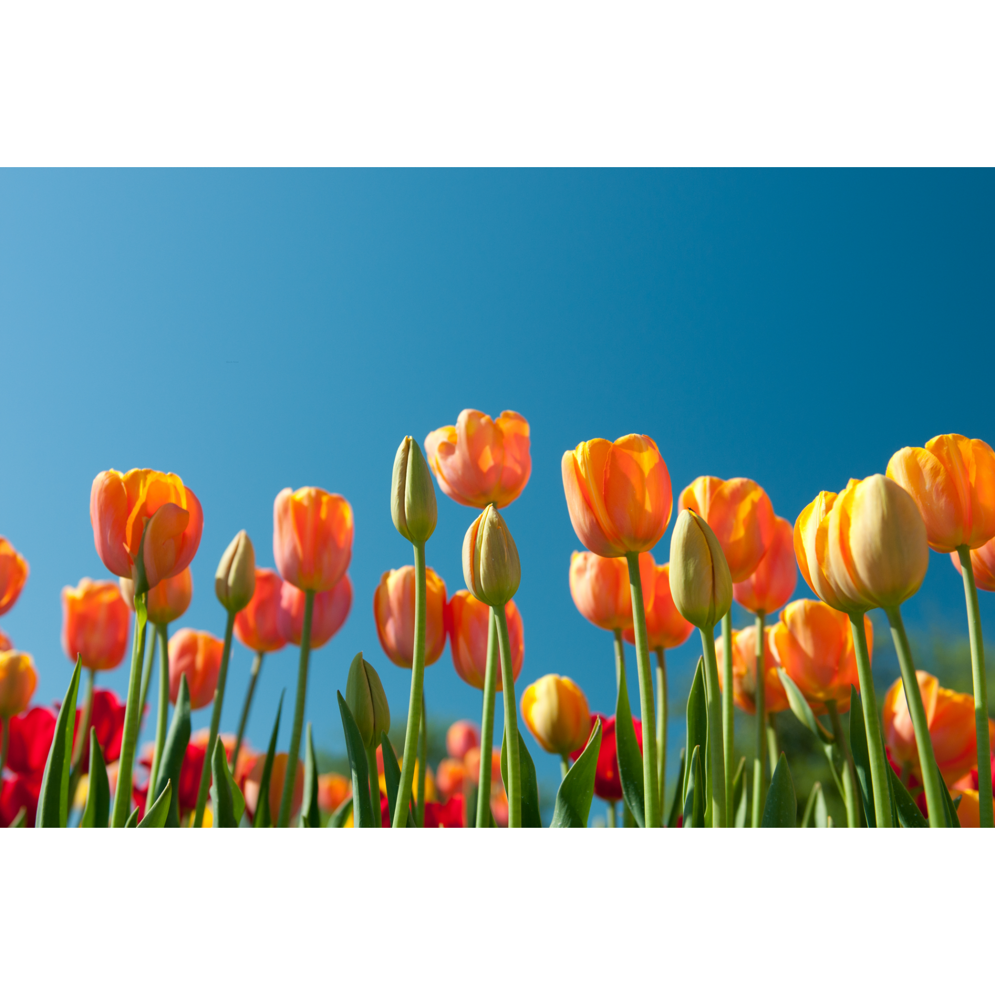 Orange and yellow tulips with green stems growing towards a blue sky indicating the perfect time for a deep home spring cleaning